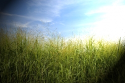 Results: “Central Kentucky Producers' Opinion on Switchgrass Production for Energy.” 